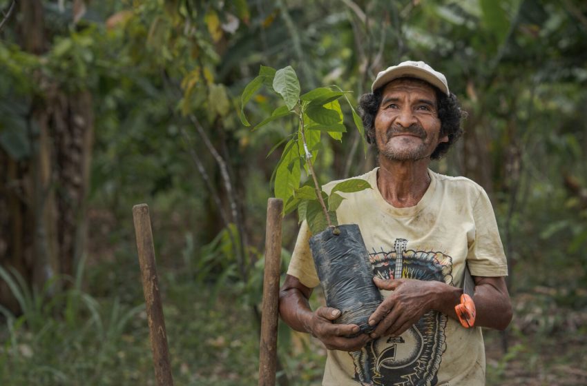  Re-storing the Peruvian Amazon Throughout Agro Forestry at a Bufferzone